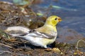 Perching American Goldfinch Royalty Free Stock Photo