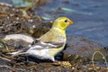 Perching American Goldfinch Royalty Free Stock Photo