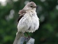 Perching Bird in July in the Garden Royalty Free Stock Photo