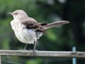 Perching Bird in July in the Garden in Summer Royalty Free Stock Photo