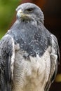 Perching Black-chested Buzzard-Eagle