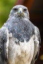 Perching Black-chested Buzzard-Eagle Royalty Free Stock Photo