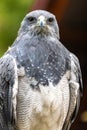 Perching Black-chested Buzzard-Eagle