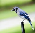 Perching Blue Jay