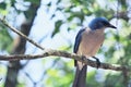 Perching bluejay