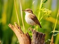 Perching Blyth s reed warbler