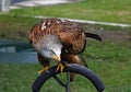 Perched Red Kite At A Bird Of Prey Centre