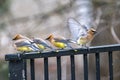 Perching Cedar Waxwings