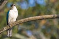 Perching Collared Kingfisher