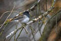 Perching Dark-eyed Junco Royalty Free Stock Photo