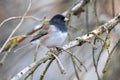 Perching Dark-eyed Junco Royalty Free Stock Photo