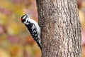 Perching Downy Woodpecker in Fall Royalty Free Stock Photo
