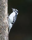 Perching Downy Woodpecker Royalty Free Stock Photo