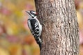 Perching Downy Woodpecker Royalty Free Stock Photo