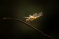 Perching dragonfly Royalty Free Stock Photo