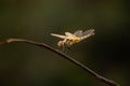 Perching dragonfly Royalty Free Stock Photo