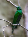 Perching Emerald Starling Royalty Free Stock Photo