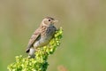 Perching Eurasian Skylark Royalty Free Stock Photo