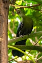 Perching Fischer`s Turaco Royalty Free Stock Photo