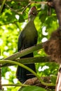 Perching Fischer`s Turaco Royalty Free Stock Photo