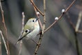 Perching Goldcrest in early spring Royalty Free Stock Photo