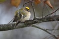 Perching goldcrest