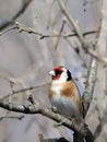 Perching Goldfinch in early spring