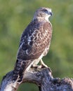 Perching Hawk Royalty Free Stock Photo