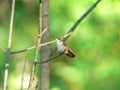 Perching hummingbird Royalty Free Stock Photo