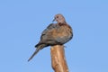 Perching Laughing Dove in Sharm el-Sheikh