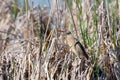 Perching Little bittern hidden in reeds