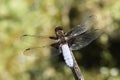 A perching male Broad-bodied Chaser Libellula depressa. Royalty Free Stock Photo