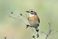 Perching male Whinchat at dry grass