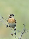 Perching male Whinchat at dry grass