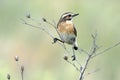 Perching male Whinchat