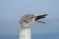 Perching Montagu Harrier with a prey