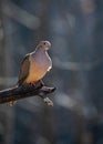 Perching Mourning Dove Outlined by Afternoon Sun Royalty Free Stock Photo