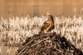 Perching female northern harrier