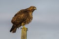 Perching Red-tailed Hawk Royalty Free Stock Photo