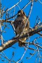 Perching Red-tailed Hawk Royalty Free Stock Photo
