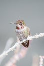 Perching Rufous Hummingbird Royalty Free Stock Photo