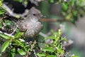 Perching Say\'s Phoebe Royalty Free Stock Photo