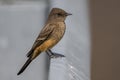 Perching Say\'s Phoebe Royalty Free Stock Photo