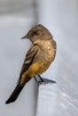 Perching Say\'s Phoebe Royalty Free Stock Photo