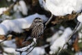 Perching Spotted nutcracker in winter forest Royalty Free Stock Photo