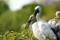 Perching Storks Royalty Free Stock Photo