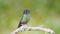 a perching talamanca hummingbird at a garden Royalty Free Stock Photo