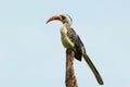 Perching Western Red-Billed Hornbill Royalty Free Stock Photo