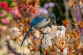 Perching Western Scrub Jay Feeding