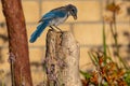 Perching Western Scrub Jay Feeding